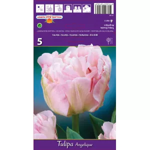 Teltvirágú tulipán Angelique