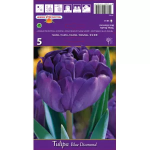 Teltvirágú tulipán Blue Diamond