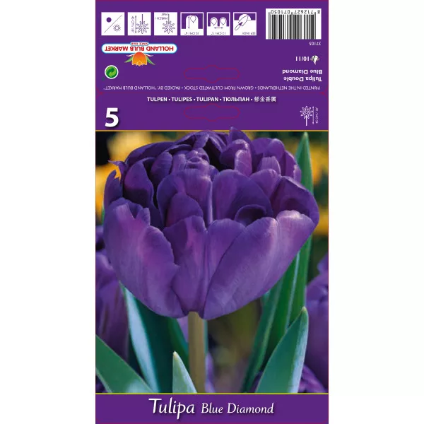 Teltvirágú tulipán Blue Diamond