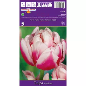 Teltvirágú tulipán Horizon