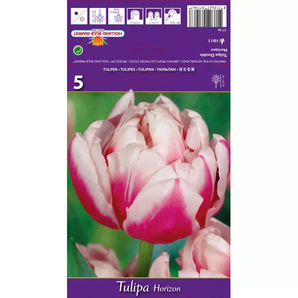Teltvirágú tulipán Horizon