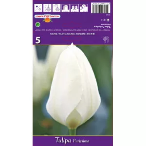 Fosteriana tulipán Purissima