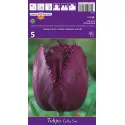 Rojtos tulipán Curly Sue