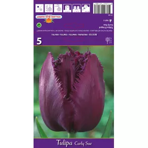 Rojtos tulipán Curly Sue