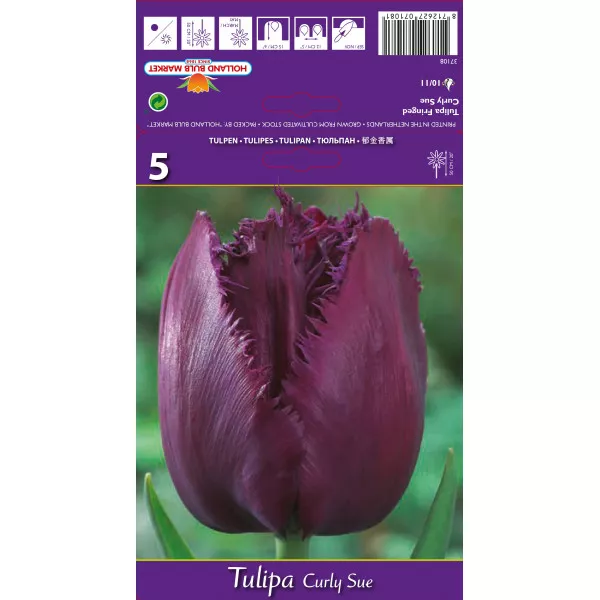 Rojtos tulipán Curly Sue