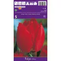 Rojtos tulipán Arma
