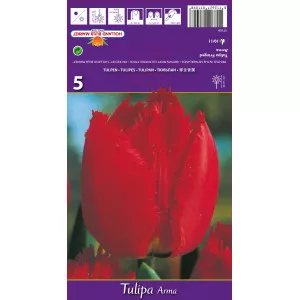 Rojtos tulipán Arma