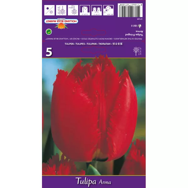 Rojtos tulipán Arma