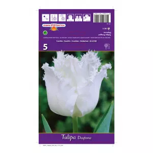 Rojtos tulipán Daytona