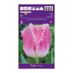 Rojtos tulipán Dallas