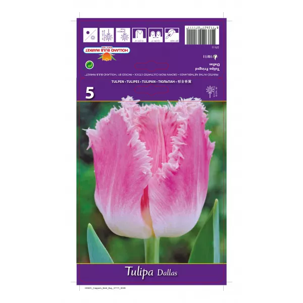 Rojtos tulipán Dallas