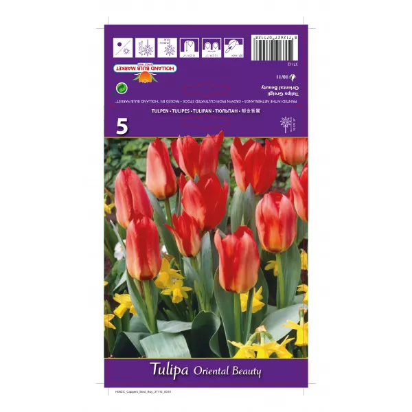 Greigii tulipán Oriental Beauty