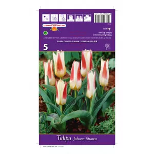 Kaufmanniana tulipán Johann Strauss