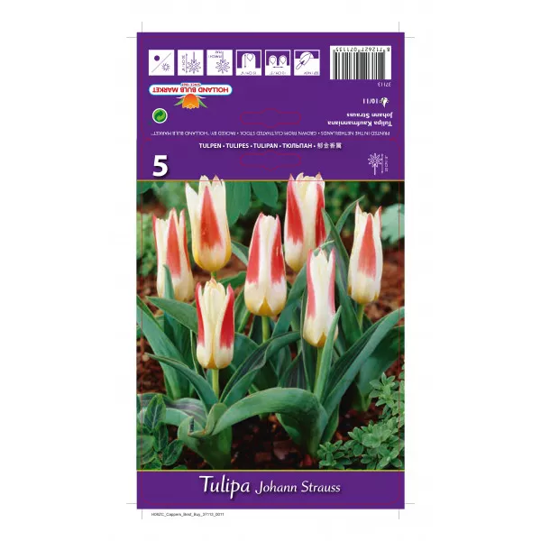 Kaufmanniana tulipán Johann Strauss