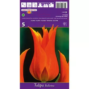 Liliomvirágú tulipán Ballerina