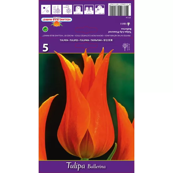 Liliomvirágú tulipán Ballerina