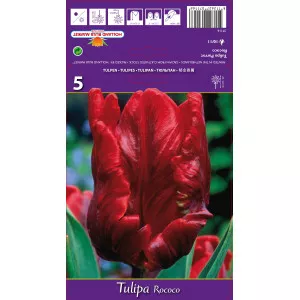 Papagáj tulipán Rococo