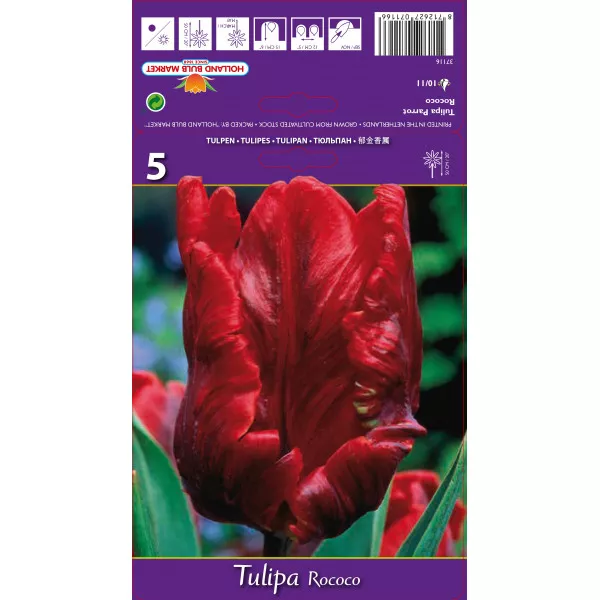 Papagáj tulipán Rococo