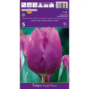 Tulipán Purple Prince