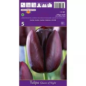 Tulipán Queen of Night