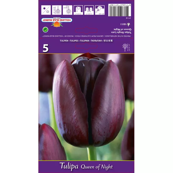 Tulipán Queen of Night