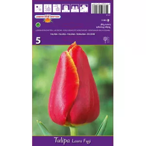 Triumph tulipán Laura Fygi