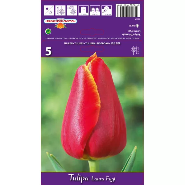 Triumph tulipán Laura Fygi
