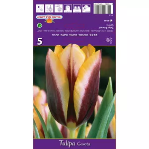 Triumph tulipán Gavota