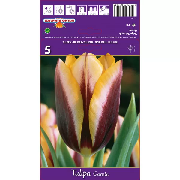 Triumph tulipán Gavota