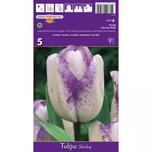 Triumph tulipán Shirley