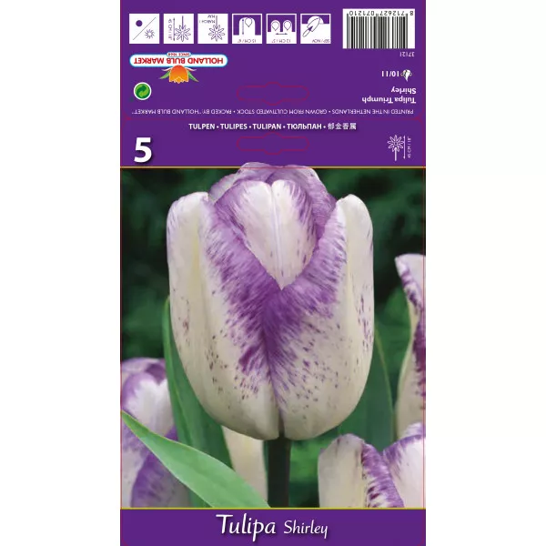 Triumph tulipán Shirley