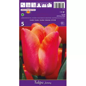 Triumph tulipán Jimmy