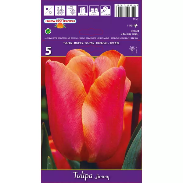 Triumph tulipán Jimmy