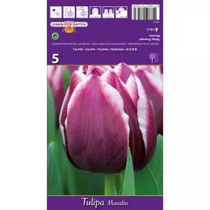 Triumph tulipán Muralto