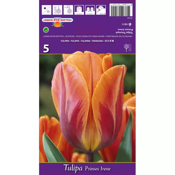 Triumph tulipán Princes Irene