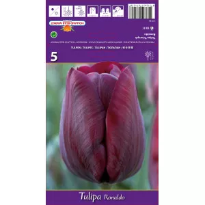 Triumph tulipán Ronaldo