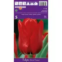 Triumph tulipán Ile de France