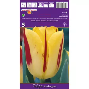 Triumph tulipán Washington
