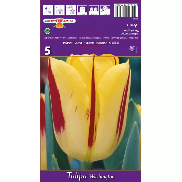 Triumph tulipán Washington