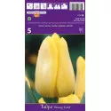Triumph tulipán Stronggold