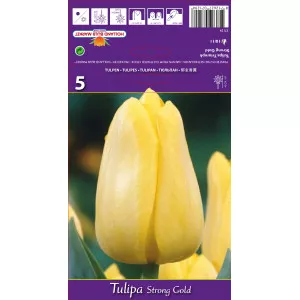 Triumph tulipán Stronggold
