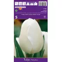 Triumph tulipán Antartica