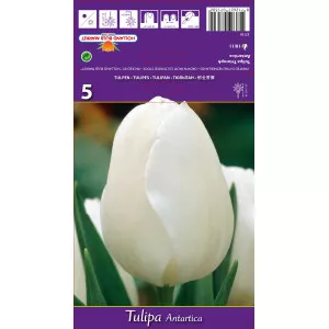 Triumph tulipán Antartica