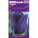 Triumph tulipán Blue Aimable
