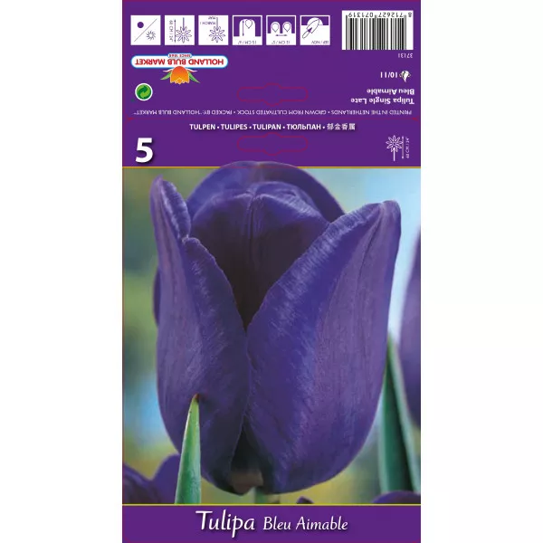 Triumph tulipán Blue Aimable