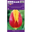 Triumph tulipán Denmark