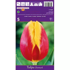 Triumph tulipán Denmark