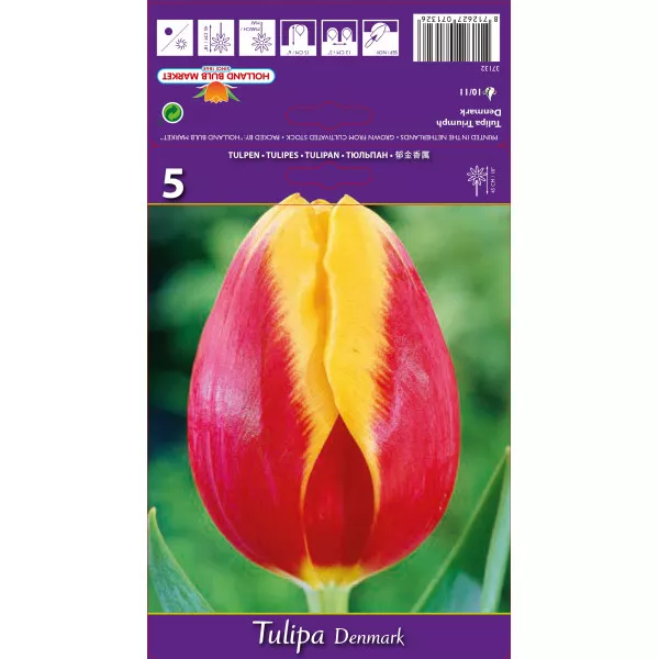 Triumph tulipán Denmark
