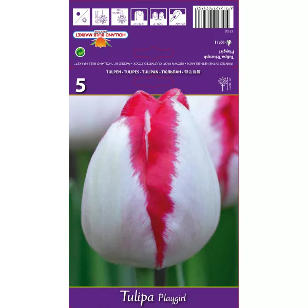 Triumph tulipán Playgirl