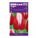 Triumph tulipán Pole Position